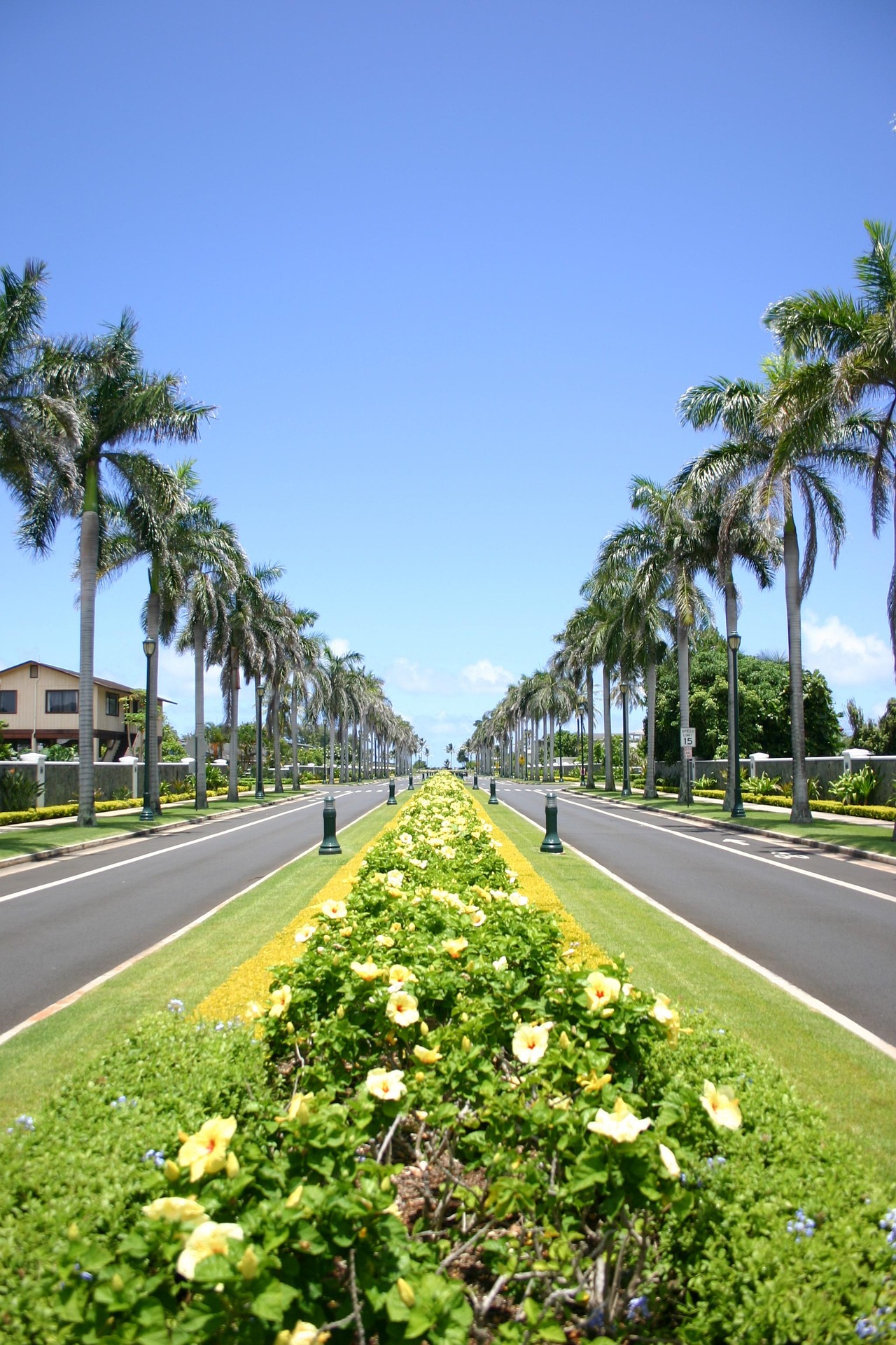 Palm-lined boulevard in Hawaii with bright flowers under a clear blue sky.