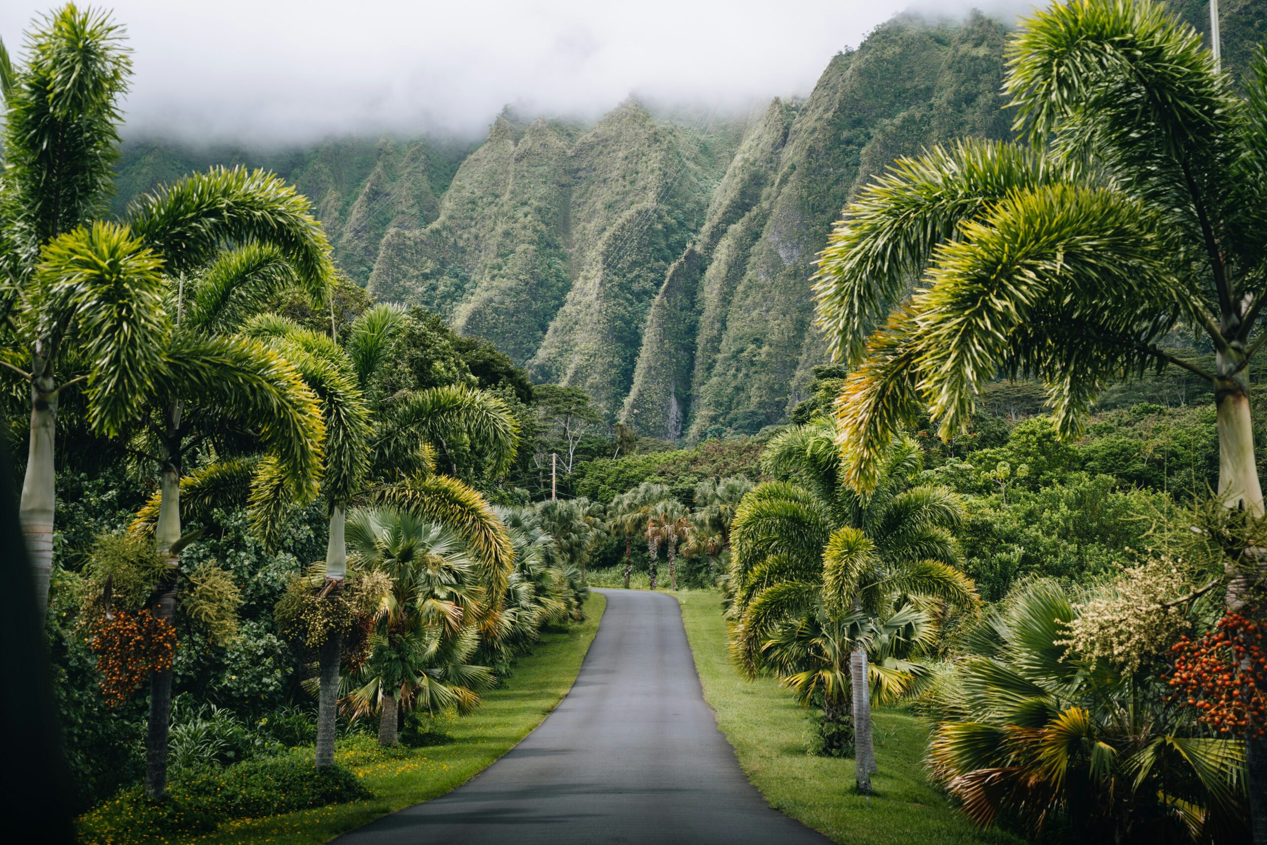 Road lined with palm trees leading toward mist-covered green mountains in Hawaii.
